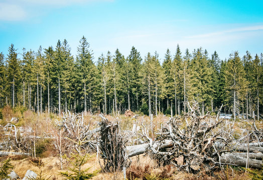 Uprooted trees on the Lothar Path (German: Lotharpfad), a educational path in the Black Forest National Park that shows the destruction Hurricane Lothar caused.