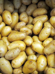 a pile of small yellow irregular shaped small waxy potatoes for sale on a market