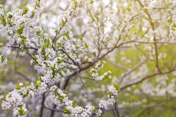 Fototapeta premium white cherry flowers on a green background. blooming cherry bush