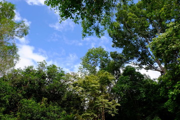 Obraz premium Tree and sky views are used as background images.