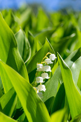 Close-up of the beautiful white bell shaped flowers of the Lily of the valley or Our Lady's tears - Convallaria majalis - among fresh green foliage.