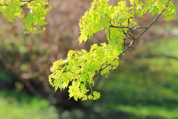 Bright Green Maple Tree Flowers