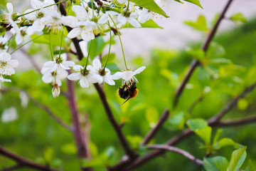 Bumblebee and cherry blossom.