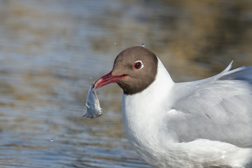 möwe