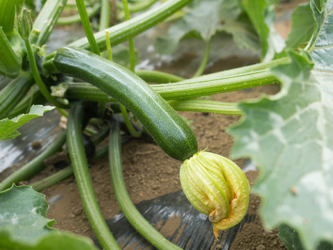 63 Best ズッキーニ畑 Images Stock Photos Vectors Adobe Stock