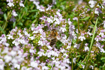 A Honeybee - Apis mellifera - feeding on the nectar of flowering Thym - Thymus vulgaris - on a sunny day in spring.
