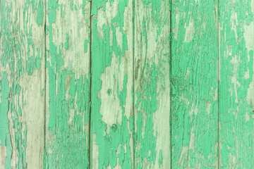 Unpolished wood texture background. Shabby planks painted in light green color.
