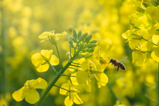 Bee with rape flower in the spring - rapeseed honey
