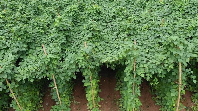 Runner beans on an farm 