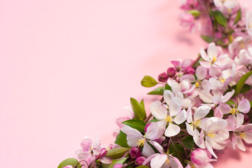  pink apple flowers on a pink background