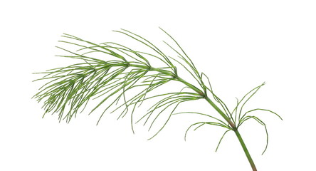 Fototapeta premium Horsetail fern, (Equisetum arvense) isolated on white background with clipping path