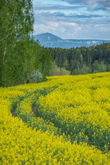 Karkonosze mountains - Sunny rape field - Blooming rapeseed, Karkonosze National Park, Poland
