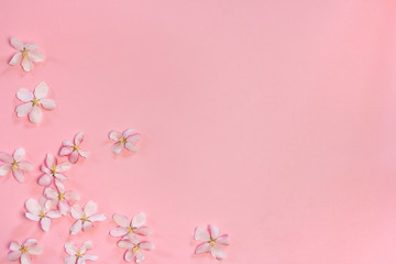  pink apple flowers on a pink background with space for text