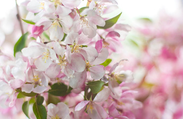  pink flowers of apple tree. pink background with flowers