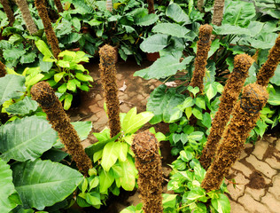Potted plants for sale in a nursery
