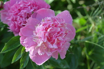 Fototapeta premium pink peony with water drops on the background of green castings