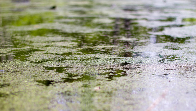 swamp water with algae. small algae in the lake