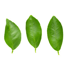 Lime leaves isolated over a white background