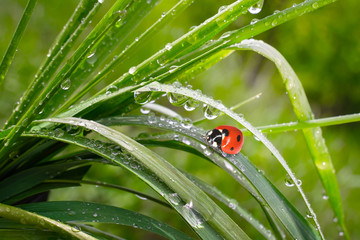 Ladybug on grass in summer in the field close-up