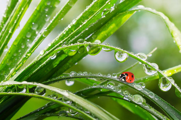 Ladybug on grass in summer in the field close-up