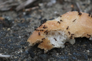 Colony of black ants crawling on a piece of bread