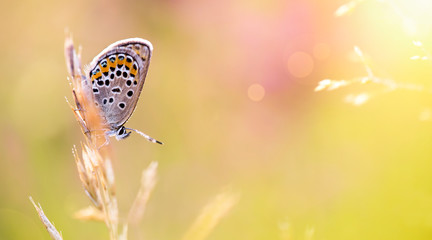 Web banner of a beautiful butterfly as sitting sitting on the grass - nature, summer concept