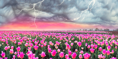 Field of tulips in Chernivtsi