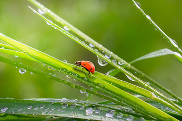 Ladybug on grass in summer in the field close-up