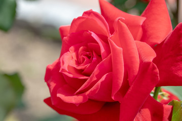 初夏のバラの花