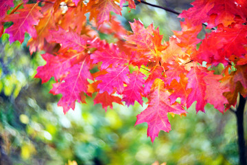 picturesque bokeh of autumn