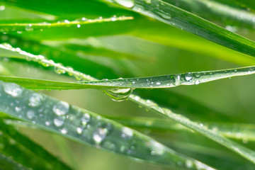 Obraz premium Green grass in nature with raindrops