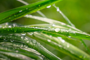 Naklejka premium Green grass in nature with raindrops