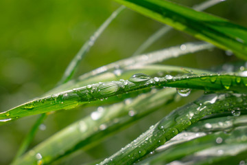 Green grass in nature with raindrops