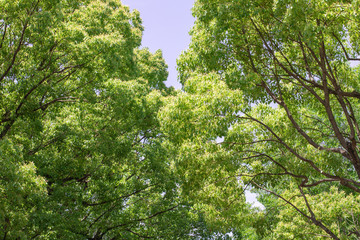 新緑の葉