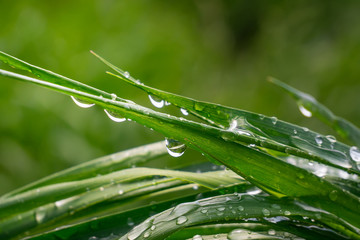 Green grass in nature with raindrops