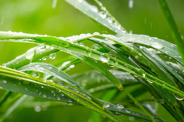 Green grass in nature with raindrops