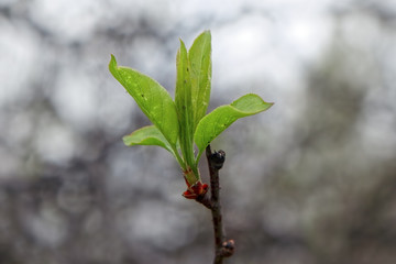 Blooming leaves on a branch on a cloudy spring day