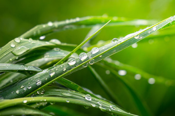Obraz premium Green grass in nature with raindrops