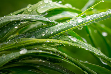 Green grass in nature with raindrops