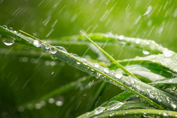 Green grass in nature with raindrops