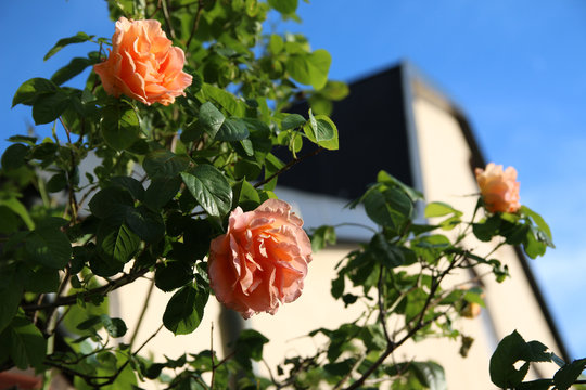 Roses in front of a house in the old town of Visby, Gotland Sweden.