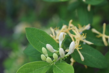 Obraz na płótnie Canvas Honeysuckle bush in full bloom in spring