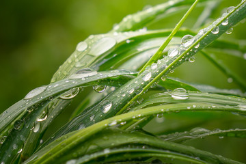 Naklejka premium Zielona trawa w naturze z kroplami deszczu