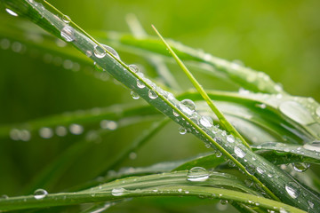 Green grass in nature with raindrops