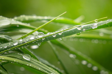Green grass in nature with raindrops