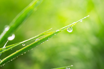 Green grass in nature with raindrops
