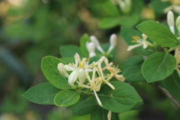 Honeysuckle bush in full bloom in spring