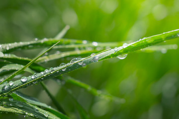 Green grass in nature with raindrops
