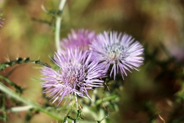  galactites tomentosus