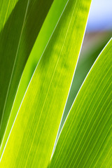 Abstract close-up of the green foliage of an Iris plant backlit by the sun showing the veins in the leaves.
